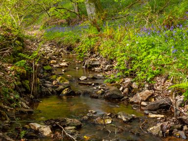A small rocky stream flowing through a forest with green plants and purple flowers at Southcott Farm Cottage in Sheldon