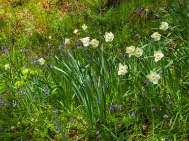 A garden with white daffodils and purple bluebell flowers surrounded by green grass at Southcott Farm Cottage in Sheldon