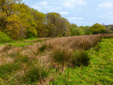 A field with tall grass and bushes near a forested area under a cloudy sky at Southcott Farm Cottage in Sheldon
