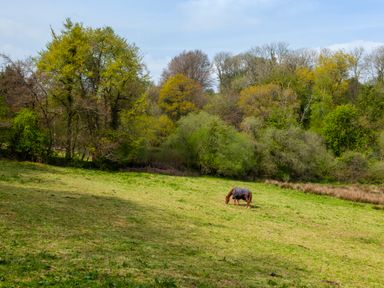 A fenced grassy field with a horse grazing near trees at Southcott Farm Cottage in Sheldon