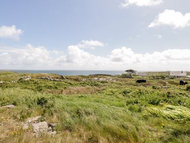 A grassy field with rocks and two cows near houses and a tree by the sea at Ti Tom Narta Trabane near Lettermore County Galway