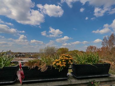 Flower pots on a ledge with plants and flowers with a view of trees and rooftops under a blue sky at Beach Retreat in Weymouth