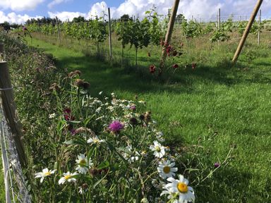 A field with grapevines supported by stakes next to wildflowers and grass at Quoit X Barn in Stoodleigh near Bampton