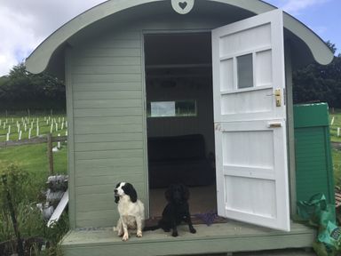 Two dogs sitting on the steps of a small green wooden cabin with an open white door in a rural area at Quoit X Barn in Stoodleigh near Bampton
