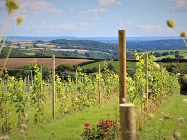A vineyard with young grapevines and wooden posts in a rural landscape at Quoit X Barn in Stoodleigh near Bampton