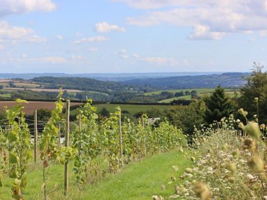 A vineyard with rows of grapevines and distant hills under a partly cloudy sky at Quoit X Barn in Stoodleigh near Bampton