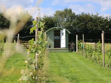 A small green wooden hut with an open white door at the end of a grassy path lined with plants and wooden posts at Quoit X Barn in Stoodleigh near Bampton