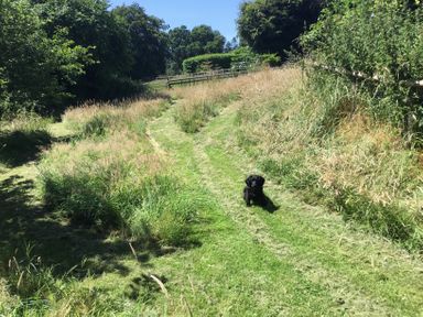 A grassy path with a black dog sitting on it near trees and shrubs at Quoit X Barn in Stoodleigh near Bampton