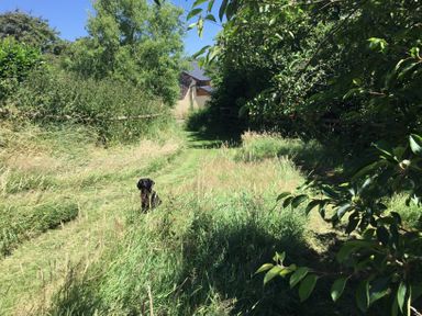 A garden path with grass and bushes and a small black dog sitting in the middle at Quoit X Barn in Stoodleigh near Bampton