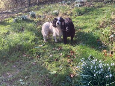 Two dogs standing on grass surrounded by plants and flowers in a garden