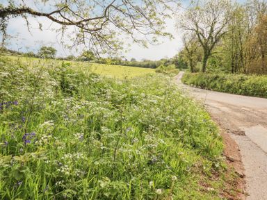 A country road with wildflowers and grass alongside trees and fields at The Coach House at Thorn Farm Bridford near Moretonhampstead