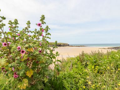 A sandy beach with rocky edges seen through green plants and pink flowers at Constantine Bay Cottage in Constantine Bay