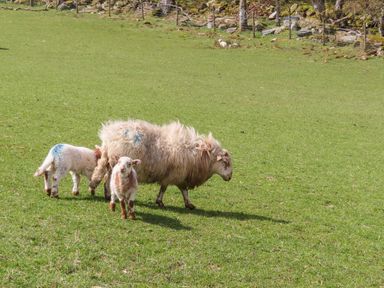 A grassy field with a sheep and two lambs near a stone wall and fence at Gilfachwydd in Islawrdref near Dolgellau