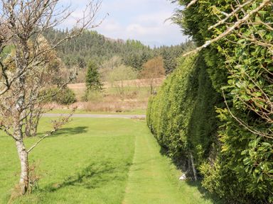 A grassy path bordered by a row of tall evergreen trees on one side and a leafless tree on the other with forest and hills in the background at Gilfachwydd in Islawrdref near Dolgellau