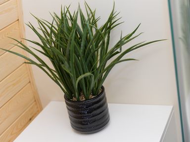 A green spiky plant in a black textured pot on a white surface next to a wooden panel