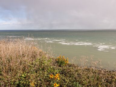 A coastal view with wild plants and yellow flowers overlooking the sea at Seas The Day in Ventnor