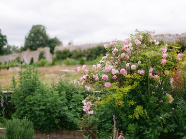 A garden with pink flowering bushes and green plants with a stone wall and trees in the background at The Tower in Kirklinton near Longtown