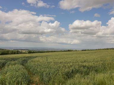 A wide open field with green crops under a partly cloudy sky at Blossom Cottage in Broadway