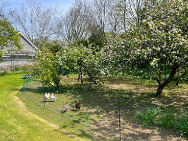 A garden with several chickens inside a fenced area near blossoming trees at The Stable @ Canllefaes in Penparc near Cardigan