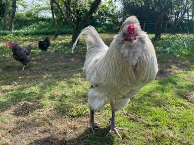 A white chicken and two black chickens standing on grass with trees in the background at The Stable @ Canllefaes Penparc near Cardigan