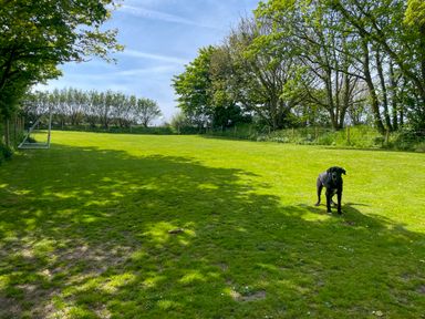 A large grass field with a soccer goal on the left and a black dog standing on the right at Ty Coed @ Canllefaes in Penparc near Cardigan