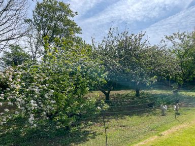 An orchard with flowering trees and a fenced area containing ducks at The Granary @ Canllefaes in Penparc near Cardigan