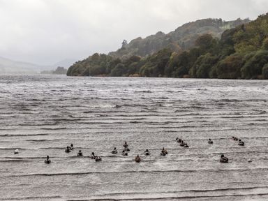 A lake with ducks floating on the water and a tree-covered hill in the background at Coed Y Glyn in Llanuwchllyn near Bala