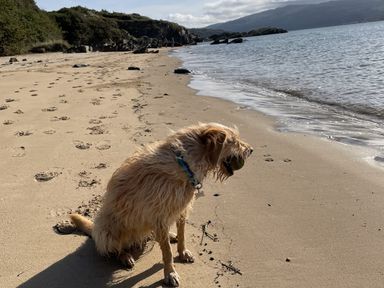 A dog sitting on a sandy beach near the water with hills in the background at Alltwen in Borth-y-Gest