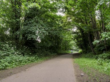 A paved pathway surrounded by dense green trees and vegetation with a person walking a dog at 89 Caledonia Street in Scarborough