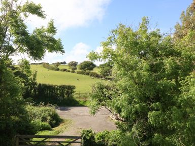 A country lane with green fields and grazing sheep seen through green trees at Ty Gwennol in Llanddona near Beaumaris