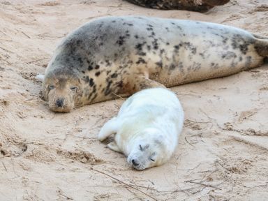 A spotted adult seal and a white seal pup lying on sand at Seaward in Trimingham