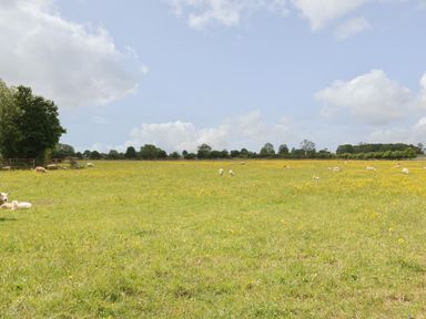 A grassy field with yellow flowers and sheep under a cloudy sky at Flagstone Cottage in Upper Swell near Stow-On-The-Wold