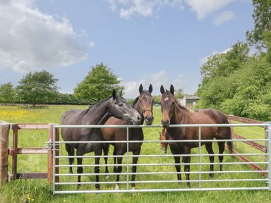 Three horses behind a metal gate in a grassy field with trees and a blue sky at Flagstone Cottage in Upper Swell near Stow-On-The-Wold