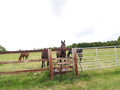 A pasture with four horses behind a wooden and metal fence at Flagstone Cottage in Upper Swell near Stow-On-The-Wold