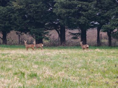 Three deer standing in a grassy field near a line of trees at The Old Piggery in Defford
