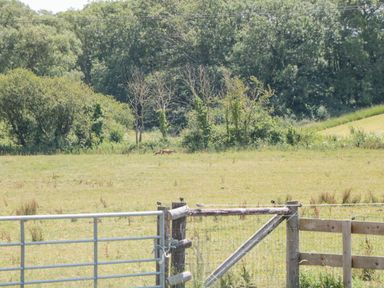 A fenced field with a metal gate and wooden fence posts with trees in the background and a deer in the distance at Garland in Nottington near Weymouth