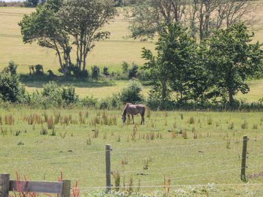 A horse grazing in a fenced grassy field with trees in the background at Mellstock in Nottington near Weymouth
