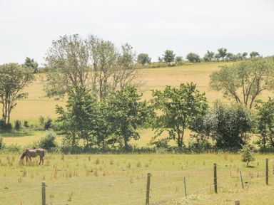 A field with a horse grazing and trees in the background at Mellstock in Nottington near Weymouth