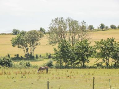 A horse grazing in a grassy field with trees and power lines in the background at Mellstock in Nottington near Weymouth