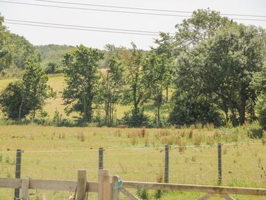 A fenced field with grass and scattered plants with trees in the background at Mellstock in Nottington near Weymouth