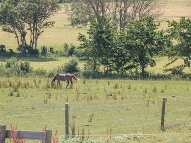 A horse grazing in a fenced grassy field with trees in the background at Emminster in Nottington near Weymouth