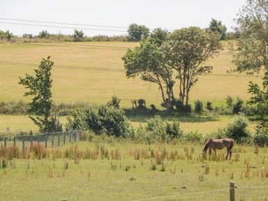 A horse grazing in a fenced grassy field with trees and power lines in the background at Emminster in Nottington near Weymouth