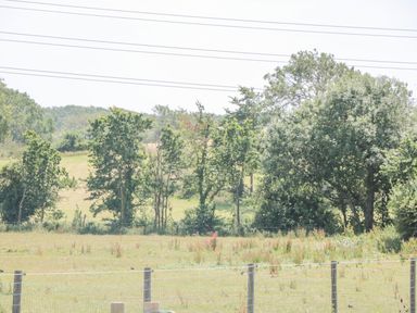 A field with grass and scattered plants enclosed by a wire fence with trees and power lines in the background at Emminster in Nottington near Weymouth