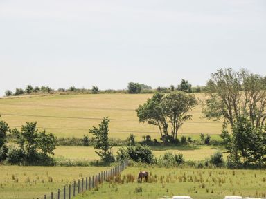 A field with a horse grazing and trees in the background at Durbyfield in Nottington near Weymouth