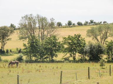A horse grazing in a fenced field with trees and rolling hills in the background at Durbyfield in Nottington near Weymouth