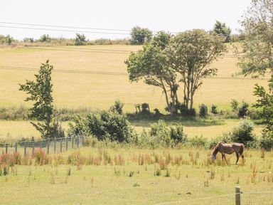 A horse grazing in a fenced grassy field with trees and shrubs at Lulstead in Nottington near Weymouth