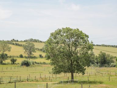 A large tree in a fenced grassy field with rolling hills and scattered trees in the background at Corvesgate in Nottington near Weymouth