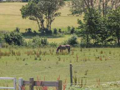 A horse grazing in a fenced grassy field with trees and shrubs in the background at Corvesgate Nottington near Weymouth