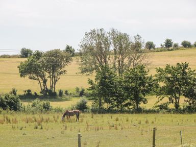 A horse grazing in a fenced field with trees and grassy hills in the background at Dirdale in Weymouth