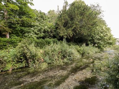 A natural stream with clear water surrounded by dense green trees and shrubs at Dirdale in Weymouth
